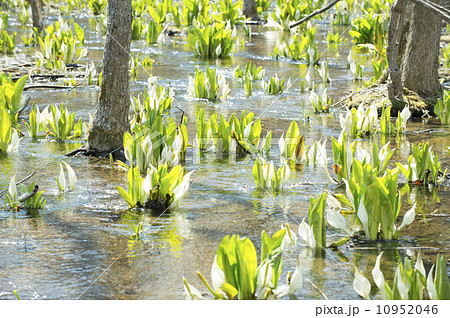 ミズバショウ ミズバショウ 10952046
