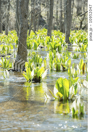 ミズバショウ ミズバショウ 10952047