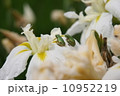 仲良し 10952219