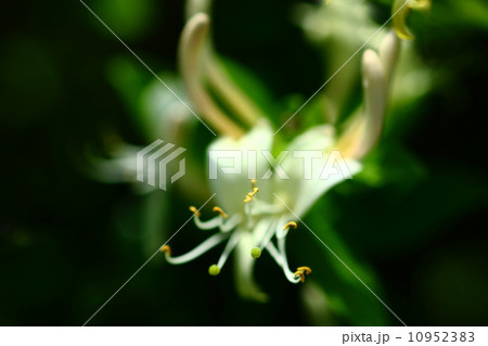 スイカズラの花 スイカズラの花 10952383