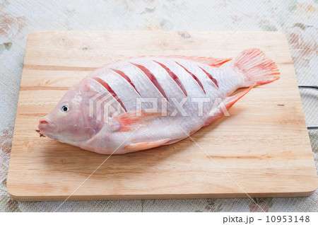 Tilapia nilotica Tilapia nilotica 10953148