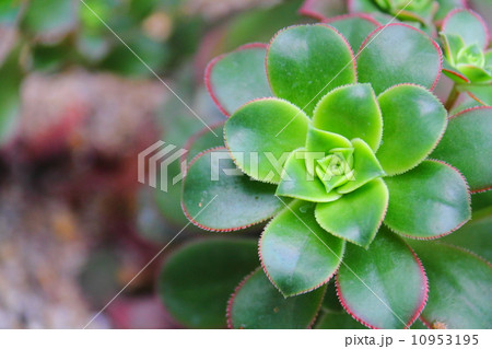 アエオニウム　夕映え 10953195