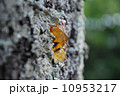 樹皮 10953217
