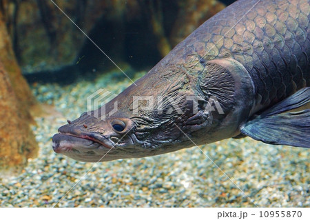 大型淡水魚 ～ピラルク～の写真素材 [10955870] - PIXTA