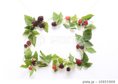 ブラックベリー 10955909