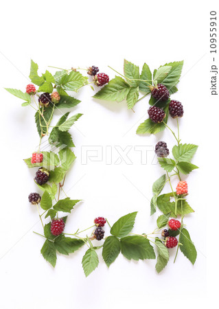 ブラックベリー 10955910