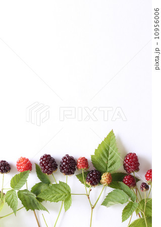 ブラックベリー 10956006