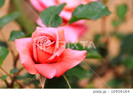 バラ　禅（ぜん） 10956164