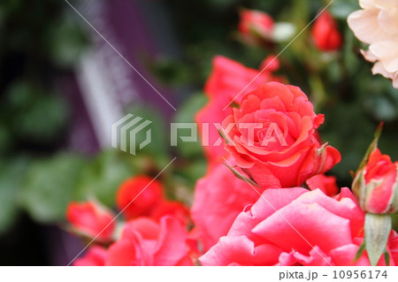 バラ　浦和レッドダイヤモンズ 10956174