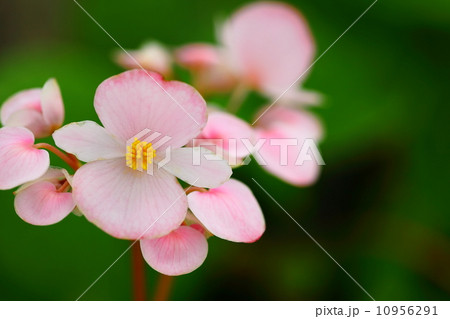 コウトウシュウカイドウ 10956291