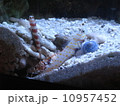 3匹の共生 10957452