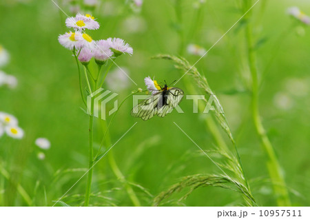 ウスバシロチョウ ウスバシロチョウ 10957511