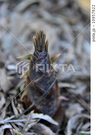 タケノコ タケノコ 10957622