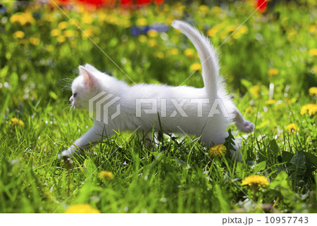 adorable grey kitten 10957743