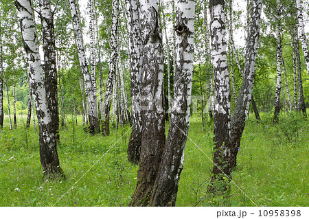 Beautiful birch trees 10958398