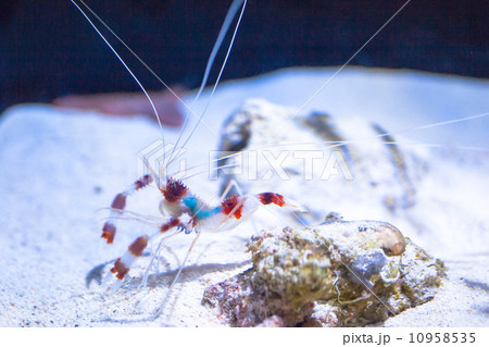 オトヒメエビ オトヒメエビ 10958535