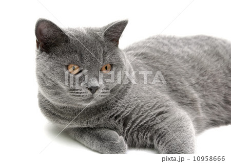 gray cat (breed scottish-straight, age 6,5 months) on white back 10958666