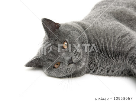 cat (breed scottish-straight, age 6.5 months) on white backgroun 10958667