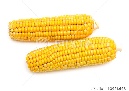 corn on the cob on a white background 10958668