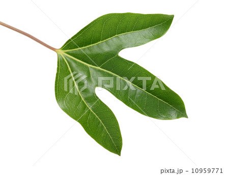 カクレミノの若木の葉 カクレミノの若木の葉 10959771