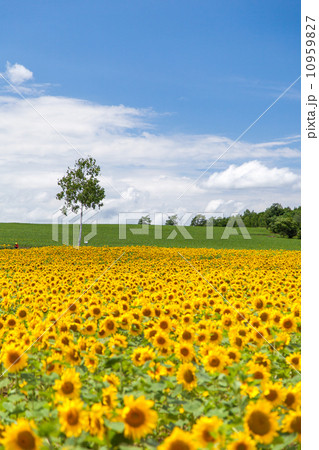 北海道　北竜町のひまわりの里 10959827