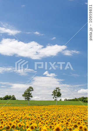 北海道　北竜町のひまわりの里 10959831