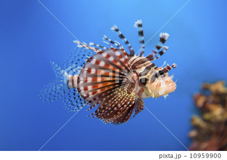 ハナミノカサゴ 10959900