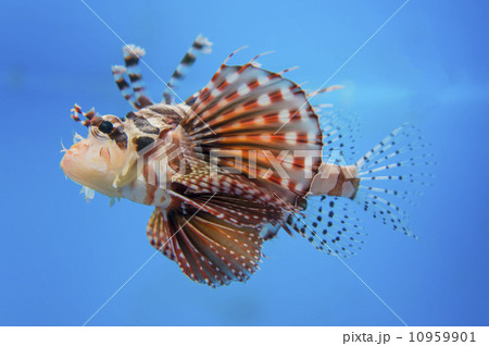 ハナミノカサゴ 10959901