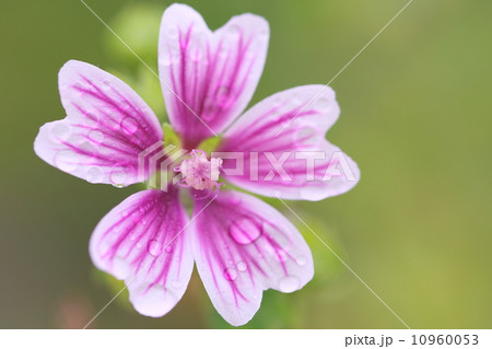 コモンマロウ 10960053