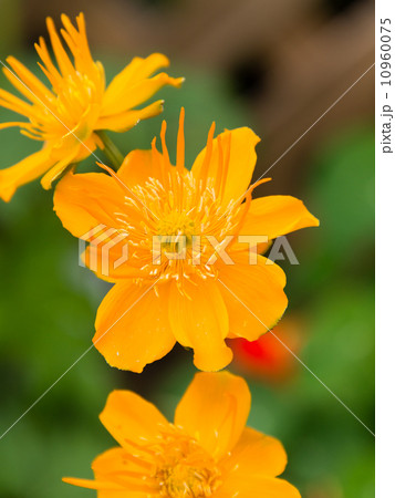 トロリウス・ゴールデンクイーン 10960075