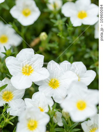 ニーレンベルギア・モンテブランコの写真素材 [10960084] PIXTA