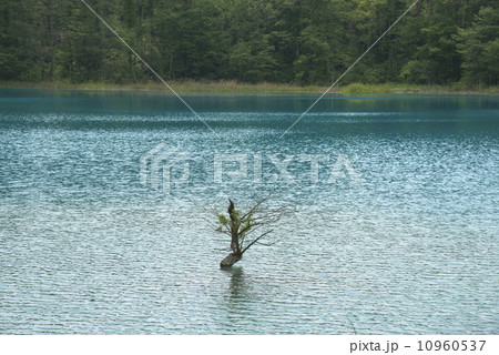 裏磐梯高原の五色沼 裏磐梯高原の五色沼 10960537