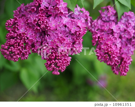 ラッキーライラック 10961351