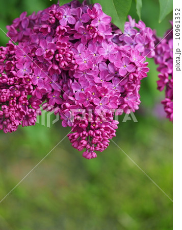 ラッキーライラック 10961352