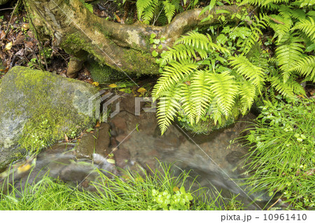 植物と菊池渓谷に流れ込む沢 植物と菊池渓谷に流れ込む沢 10961410