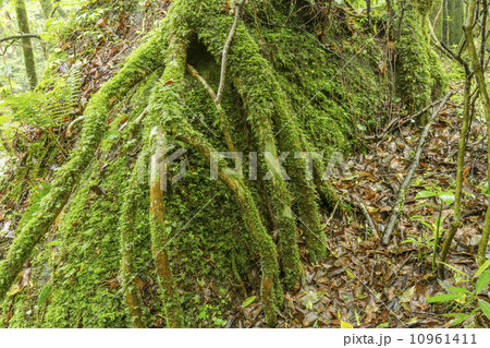 菊池渓谷の苔むした岩と木 10961411