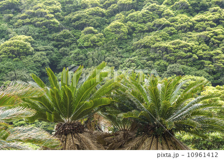 都井岬のソテツ自生地 10961412