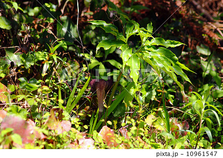 ウラシマソウ ウラシマソウ 10961547