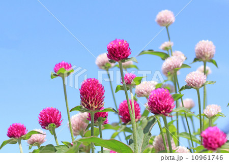 千日紅と青空 千日紅と青空 10961746