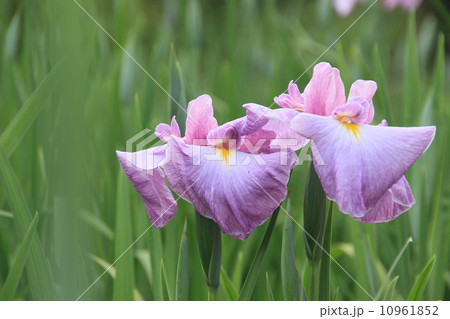菖蒲の共演 菖蒲の共演 10961852