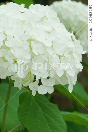 アナベル 10962299