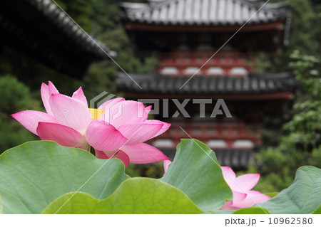 三室戸寺のハス 10962580