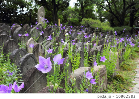 元興寺　桔梗と石仏 10962583