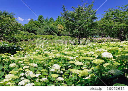山に咲くアジサイのイメージ 山に咲くアジサイのイメージ 10962613