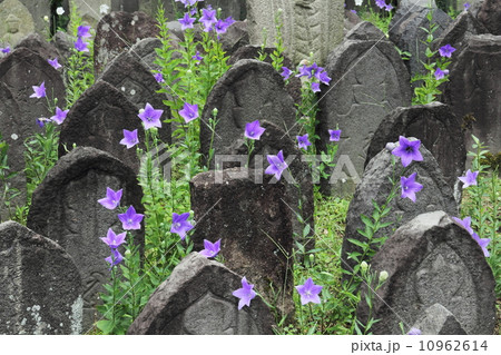元興寺 桔梗と石仏 元興寺 桔梗と石仏 10962614