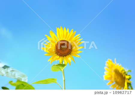 向日葵 10962717