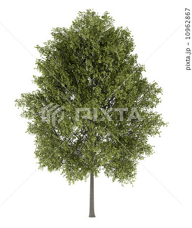 poplar tree isolated on white background 10962867