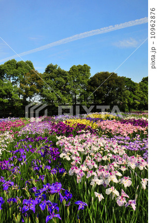 加茂花菖蒲園 10962876