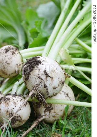 カブ カブ 10963052