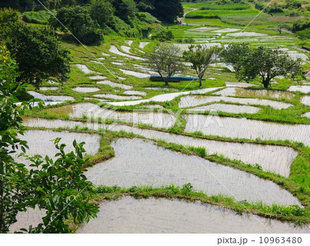 田植え後の千框の棚田 田植え後の千框の棚田 10963480